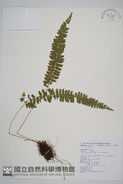 韓氏耳蕨藏品圖，第1張