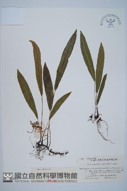 單葉雙蓋蕨藏品圖，第1張