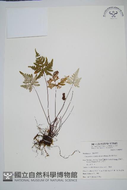 長柄粉背蕨藏品圖，第1張