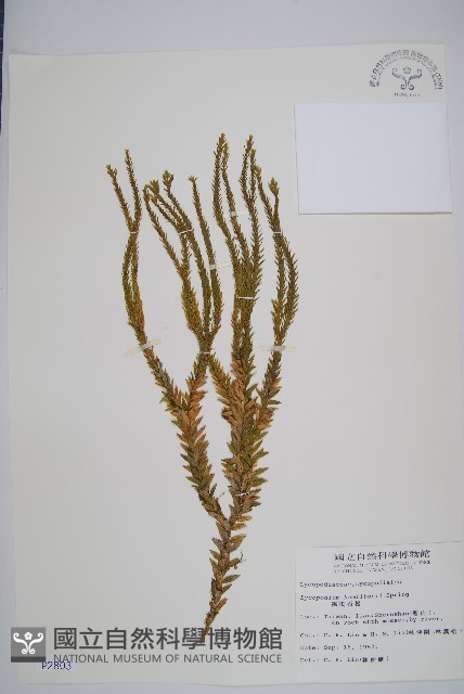 福氏石松藏品圖，第1張