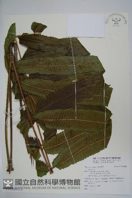 登錄號:P012803藏品圖，第1張