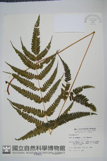 紅柄鳳尾蕨藏品圖，第1張
