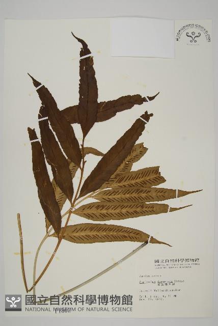 南海鐵角蕨藏品圖，第1張