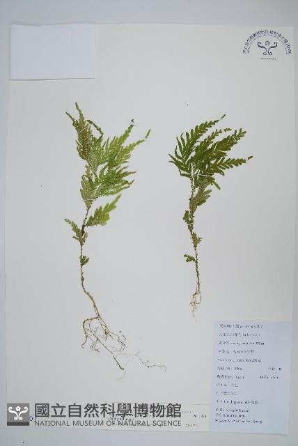 全緣卷柏藏品圖，第1張