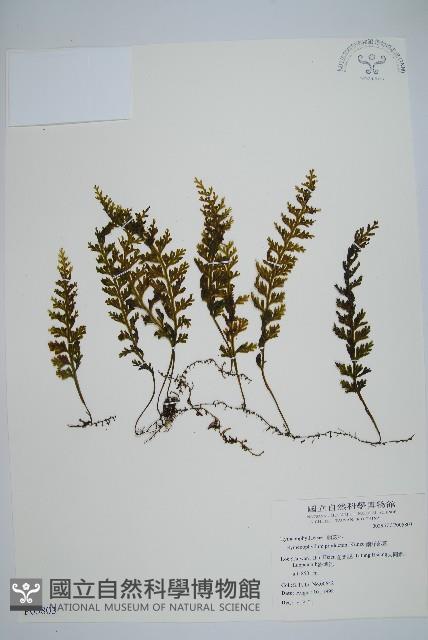 蕗蕨藏品圖，第1張