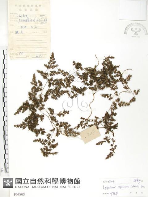 海金沙藏品圖，第1張