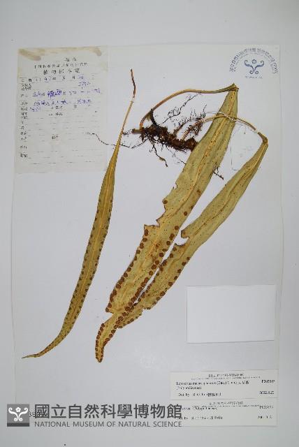 大瓦葦藏品圖，第1張