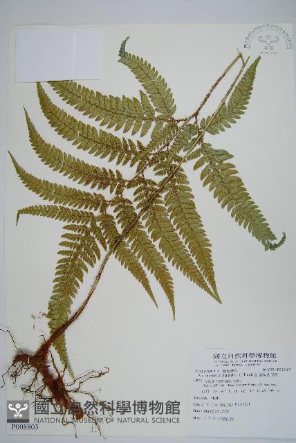 細葉複葉耳蕨藏品圖，第1張