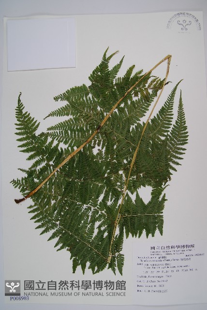 粗毛金星蕨藏品圖，第1張