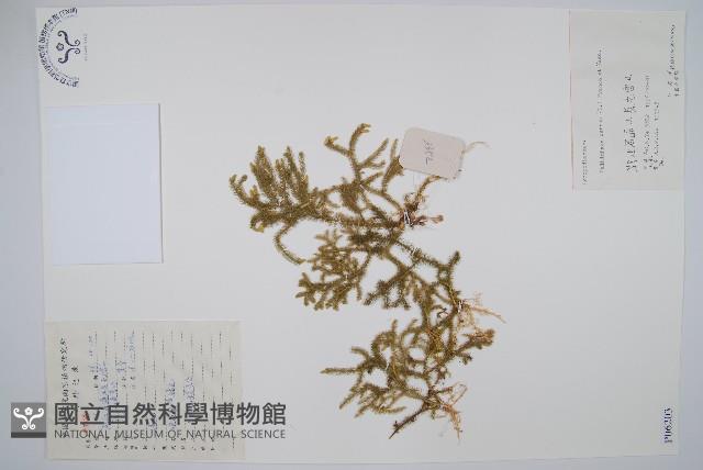 燈龍草藏品圖，第1張