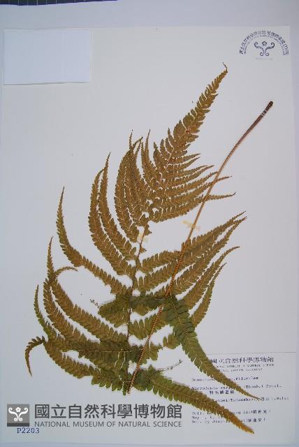 Accession Number:P002203 Collection Image, Figure 1, Total 5 Figures