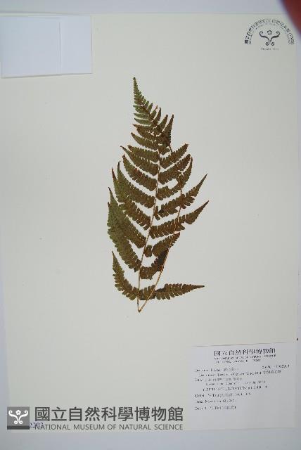 密鱗鱗毛蕨藏品圖，第1張