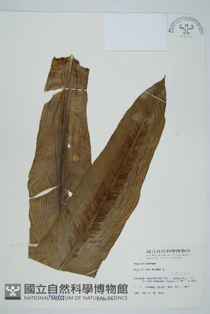 臺灣山蘇花藏品圖，第1張