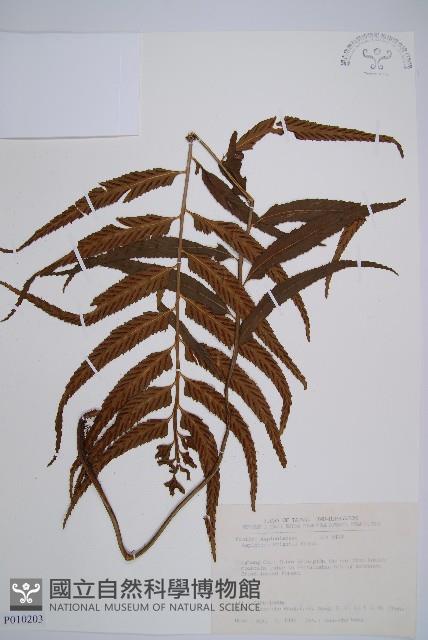 萊氏鐵角蕨藏品圖，第1張