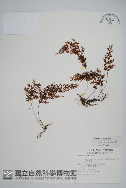 細葉蕗蕨藏品圖，第1張