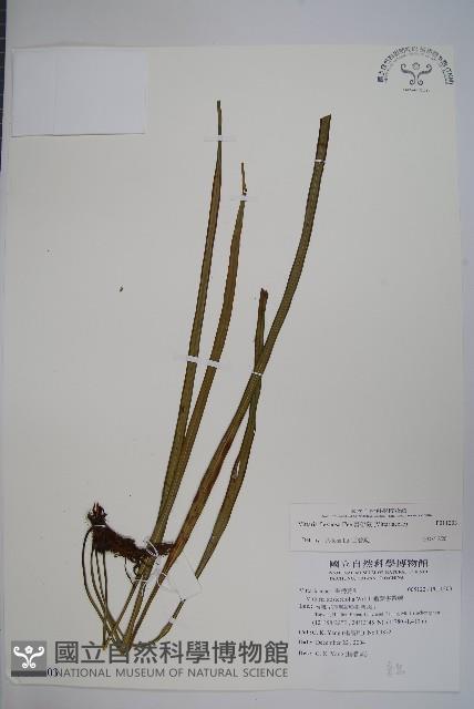 書帶蕨藏品圖，第1張