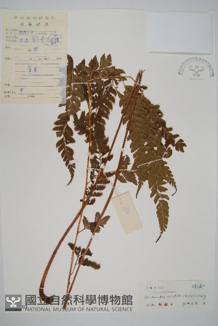 細葉複葉耳蕨藏品圖，第1張