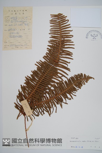 大芒萁藏品圖，第1張