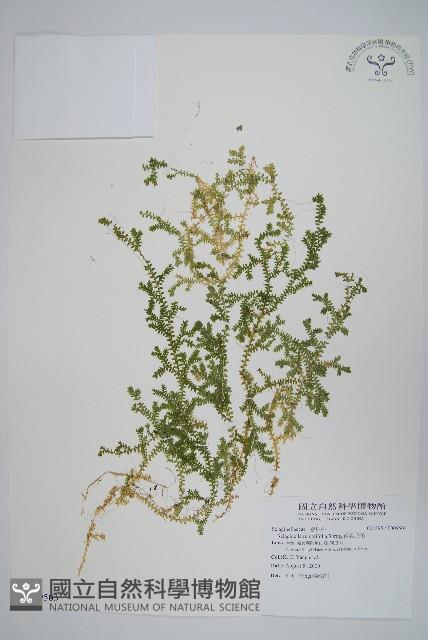 疏葉卷柏藏品圖，第1張