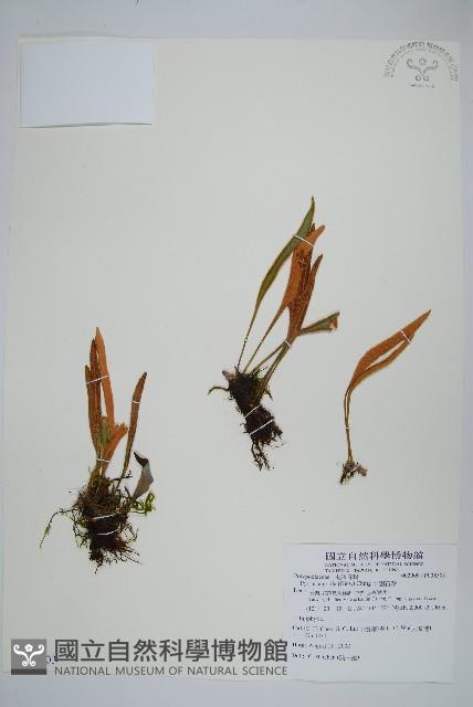 中國石葦藏品圖，第1張