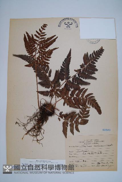 南海鱗毛蕨藏品圖，第1張