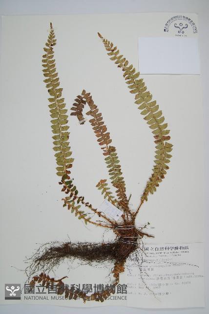 芽胞耳蕨、芽孢耳蕨藏品圖，第1張