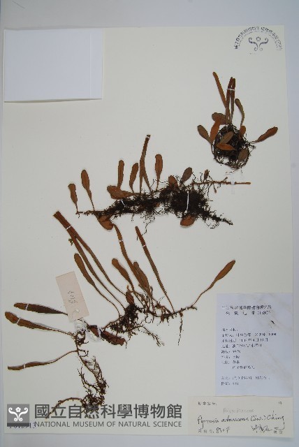 抱樹石葦藏品圖，第1張