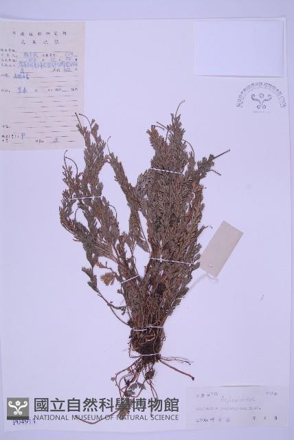 長生鐵角蕨藏品圖，第1張