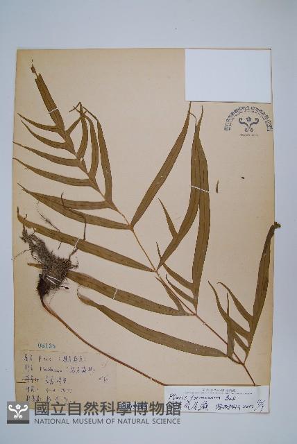 臺灣鳳尾蕨藏品圖，第1張