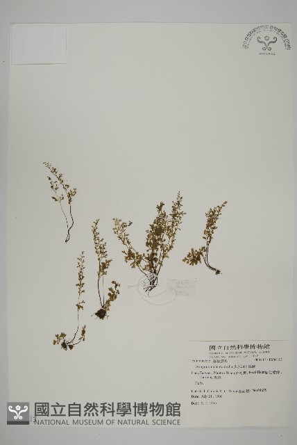 翠蕨藏品圖，第1張