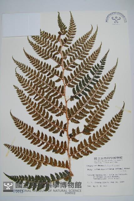 二尖耳蕨藏品圖，第1張
