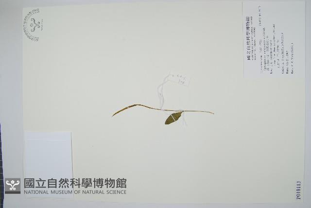 高山瓶爾小草、鈍頭瓶爾小草藏品圖，第1張