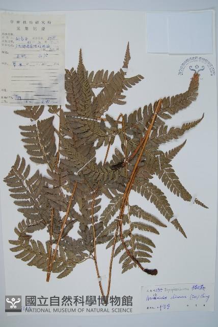 中華複葉耳蕨藏品圖，第1張
