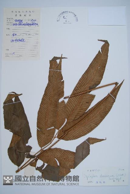 細柄雙蓋蕨藏品圖，第1張