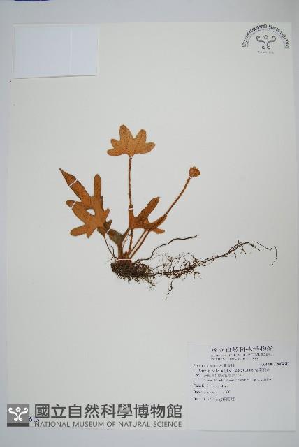 槭葉石葦藏品圖，第1張