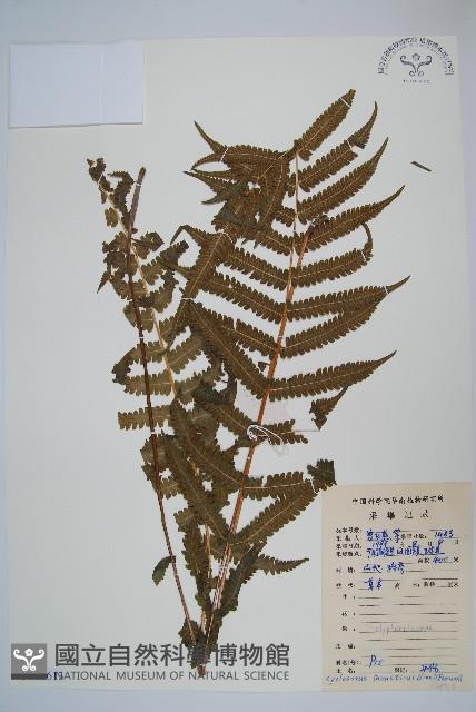 密毛毛蕨藏品圖，第1張