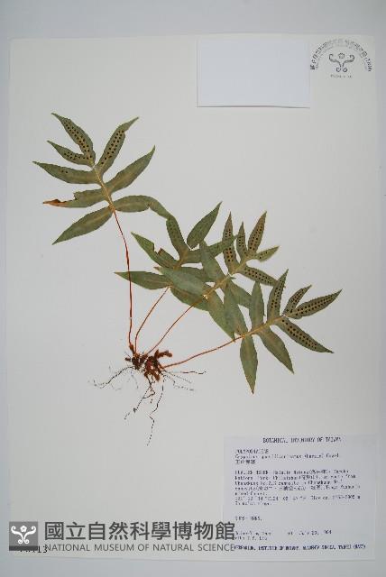 玉山茀蕨藏品圖，第1張