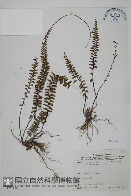 鞭葉鐵線蕨藏品圖，第1張