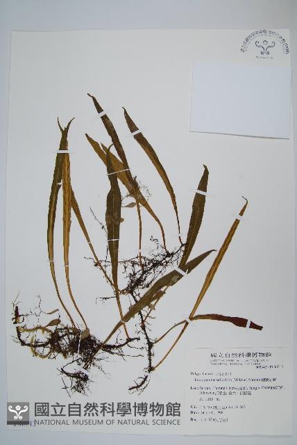 柳葉劍蕨藏品圖，第1張