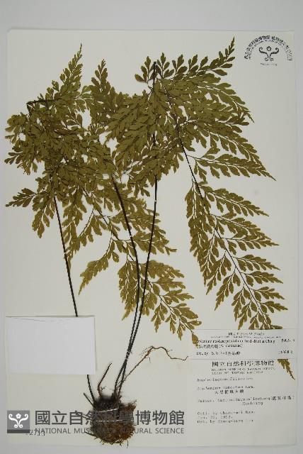 大黑柄鐵角蕨、黃鱗鐵角蕨、大羽鐵角蕨藏品圖，第1張