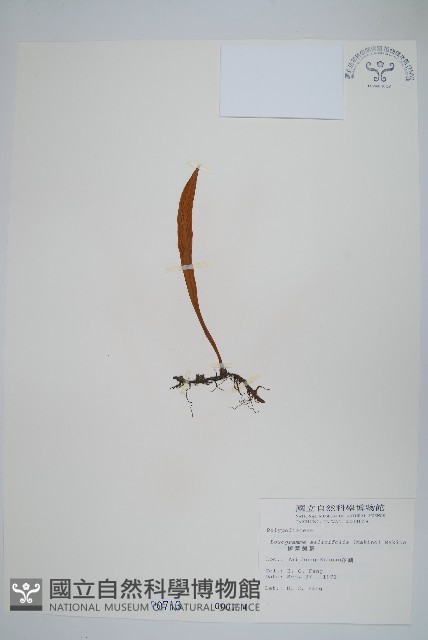 柳葉劍蕨藏品圖，第1張