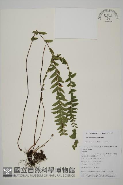 鞭葉鐵線蕨藏品圖，第1張