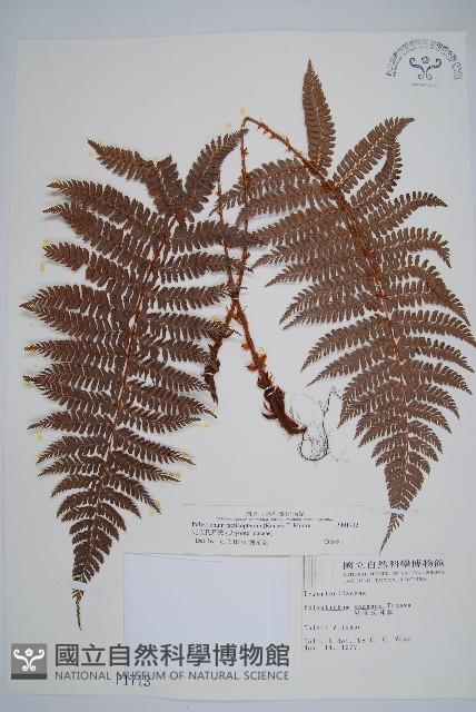 兒玉氏耳蕨藏品圖，第1張