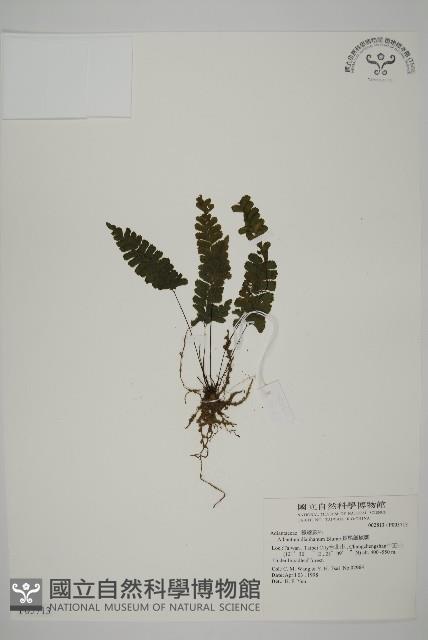 長尾鐵線蕨藏品圖，第1張