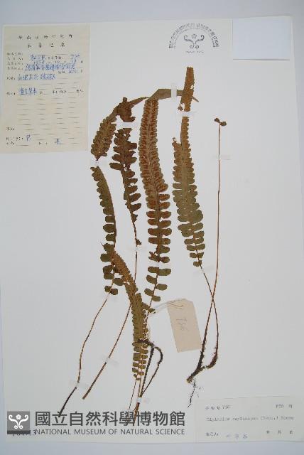 裂葉雙蓋蕨藏品圖，第1張