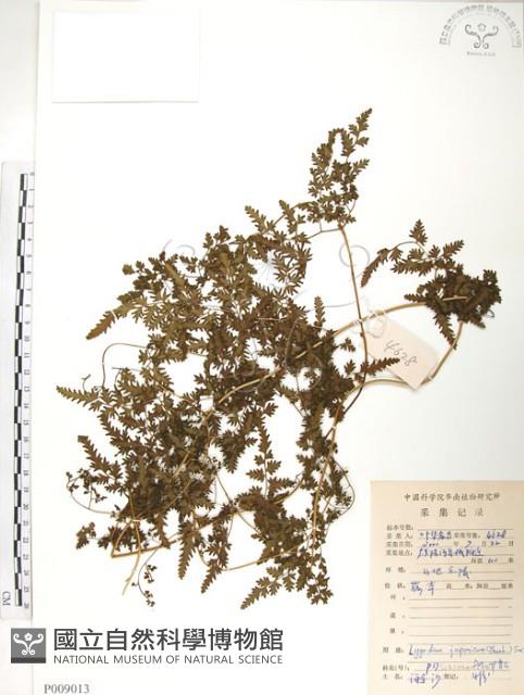 海金沙藏品圖，第1張