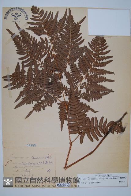 蕨藏品圖，第1張