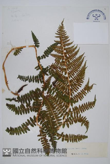 希陶蹄蓋蕨藏品圖，第1張