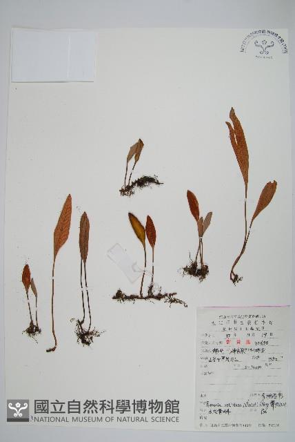 有柄石韋藏品圖，第1張