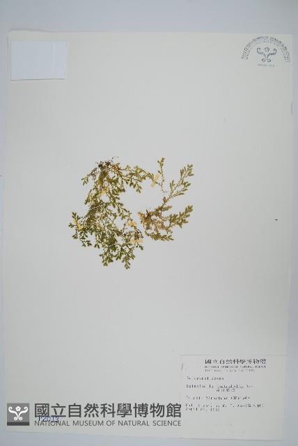 膜葉卷柏藏品圖，第1張